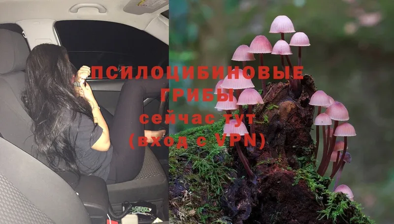 Псилоцибиновые грибы Cubensis  Боровичи 